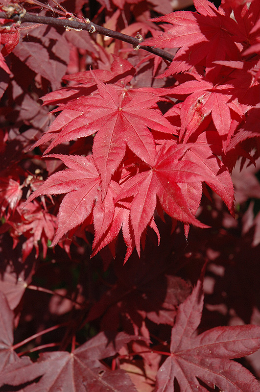 Okagami Japanese Maple (Acer palmatum 'Okagami') at Weston Nurseries