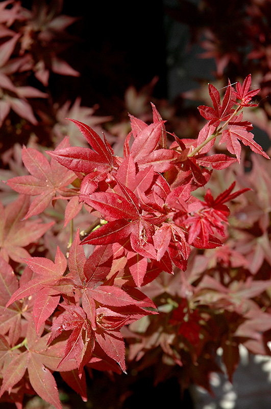 Ruby Stars Japanese Maple (Acer palmatum 'Ruby Stars') at Weston Nurseries