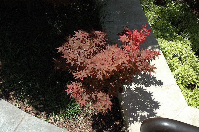 Ruby Stars Japanese Maple (Acer palmatum 'Ruby Stars') at Weston Nurseries