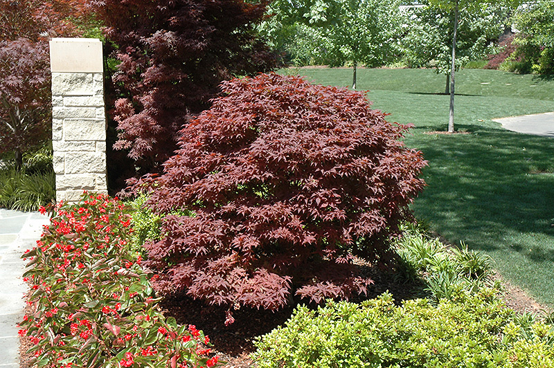 Rhode Island Red Japanese Maple (Acer palmatum 'Rhode Island Red') at Weston Nurseries