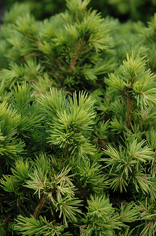 Tompa Dwarf Spruce (Picea abies 'Tompa') at Weston Nurseries