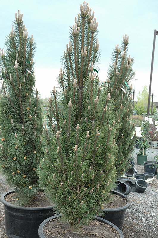 Komet Dwarf Austrian Pine (Pinus nigra 'Komet') at Weston Nurseries