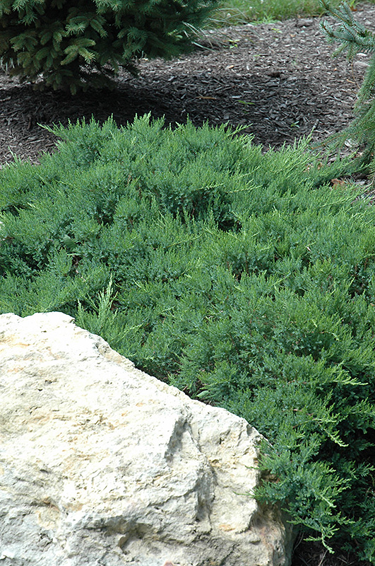 Broadmoor Juniper (Juniperus sabina 'Broadmoor') at Weston Nurseries