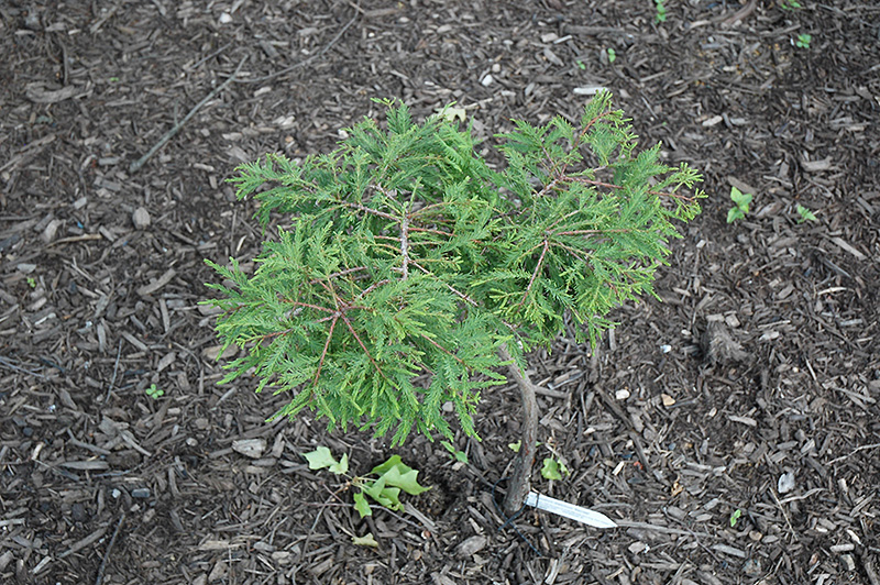 Secrest Baldcypress (Taxodium distichum 'Secrest') at Weston Nurseries