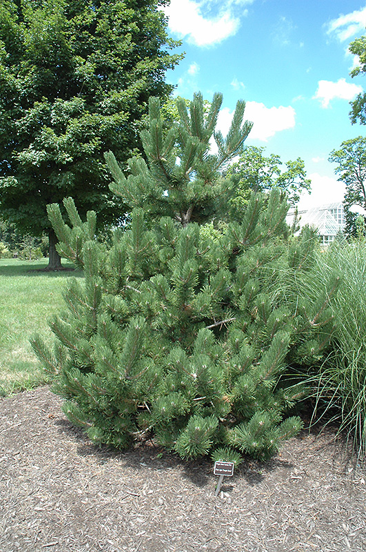 Oregon Green Austrian Pine (Pinus nigra 'Oregon Green') at Weston Nurseries