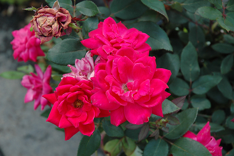Knock Out Double Red Rose (Rosa 'Radtko') at Weston Nurseries
