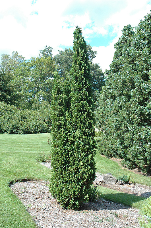 Degroot's Spire Arborvitae (Thuja occidentalis 'Degroot's Spire') at Weston Nurseries
