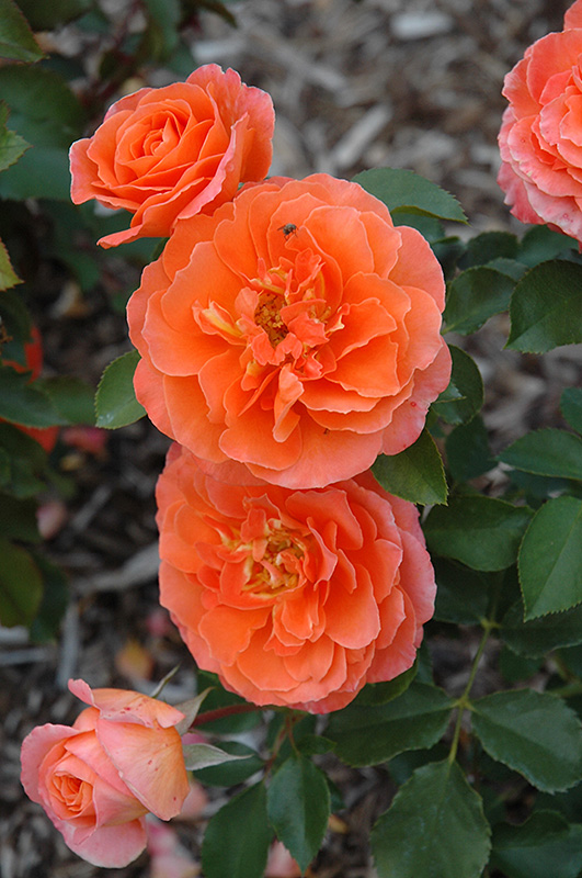 Adobe Sunrise Rose (Rosa 'Meipluvia') at Weston Nurseries