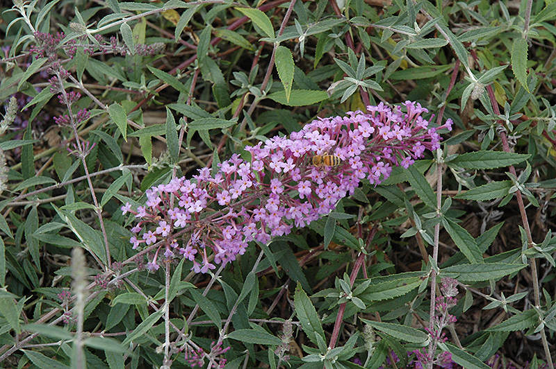 Flutterby Flow Lavender Butterfly Bush (Buddleia davidii 'Podaras 12') at Weston Nurseries