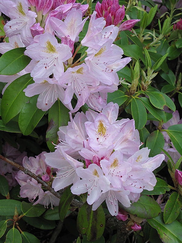 Album Elegans Catawba Rhododendron (Rhododendron catawbiense 'Album Elegans') at Weston Nurseries