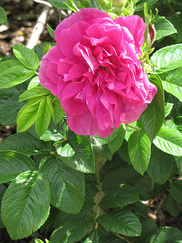 Hansa Rose (Rosa 'Hansa') at Weston Nurseries