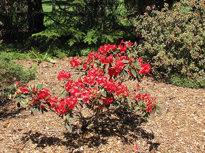 Vulcan Rhododendron (Rhododendron 'Vulcan') at Weston Nurseries
