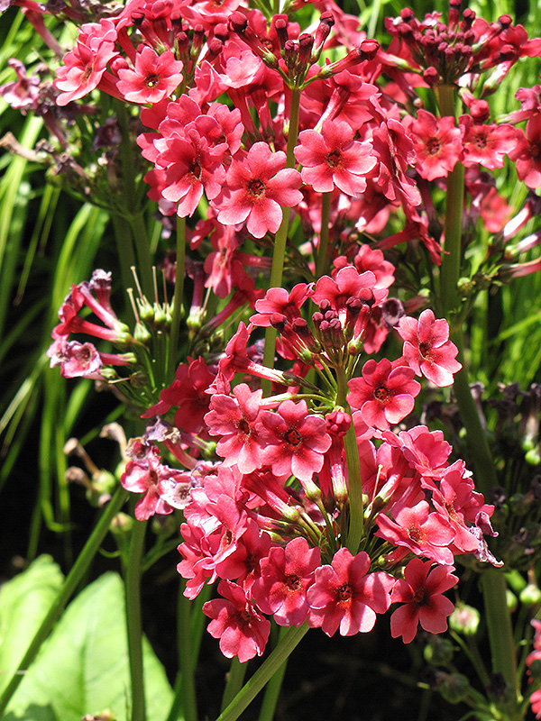 Miller's Crimson Primrose (Primula japonica 'Miller's Crimson') at Weston Nurseries