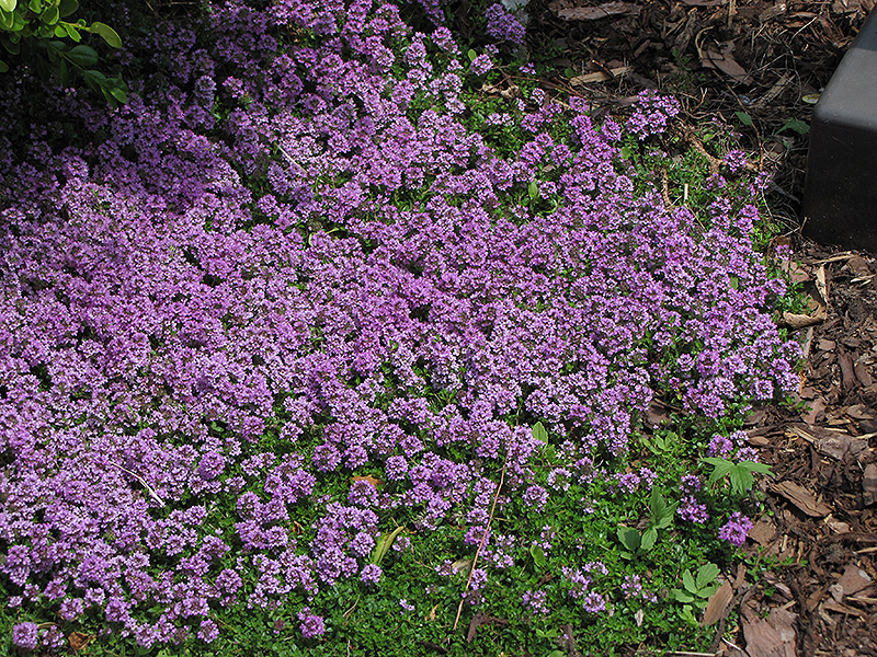 Purple Carpet Creeping Thyme (Thymus praecox 'Purple Carpet') at Weston Nurseries