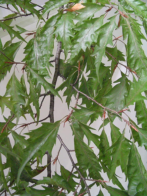 Cutleaf Beech (Fagus sylvatica 'Asplenifolia') at Weston Nurseries