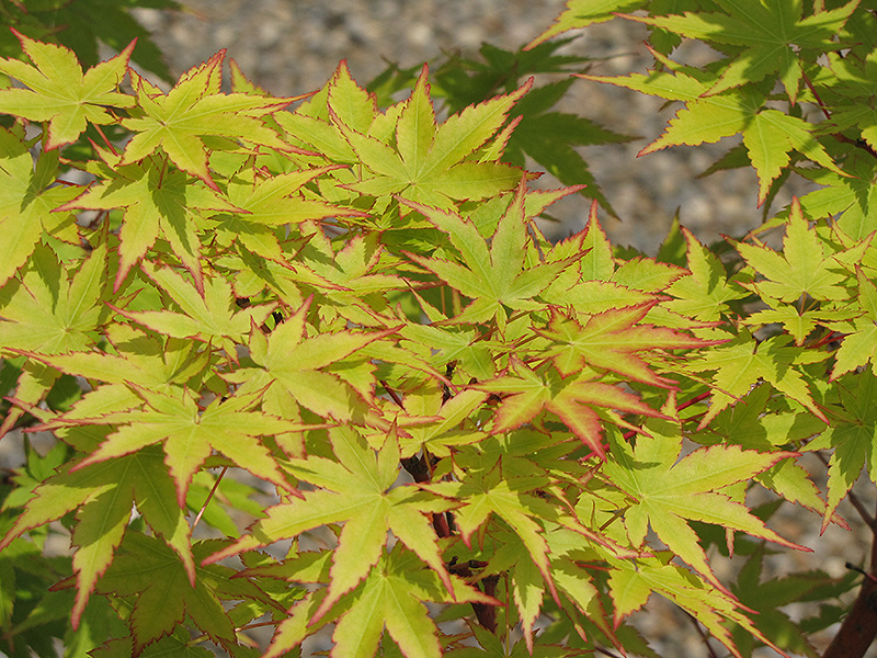 Coral Bark Japanese Maple (Acer palmatum 'Sango Kaku') at Weston Nurseries