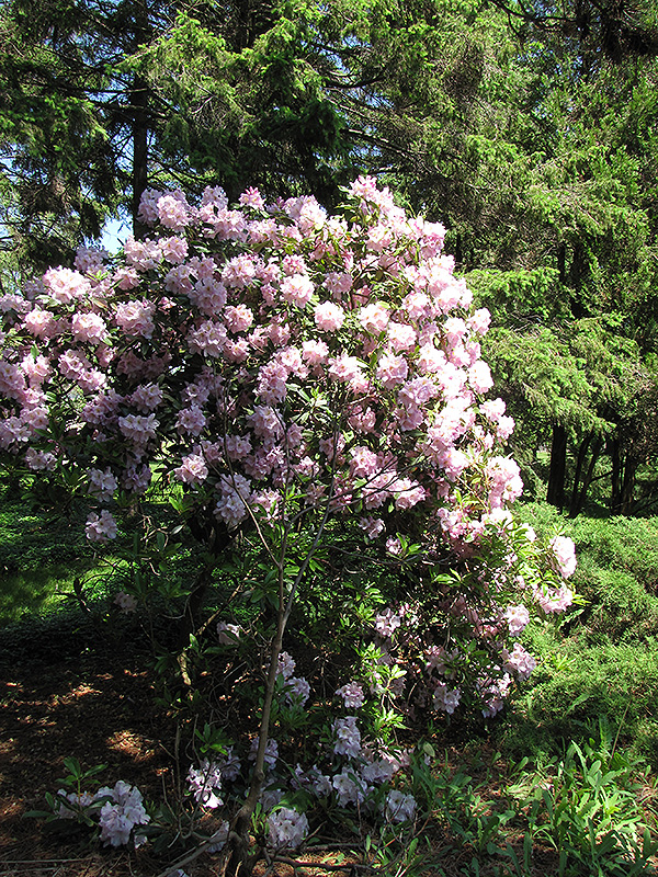 Catawba Rhododendron (Rhododendron catawbiense) at Weston Nurseries