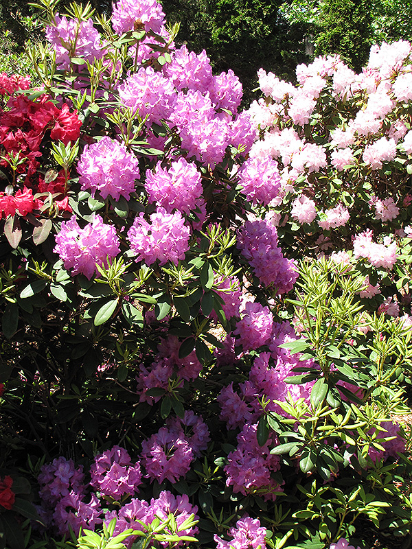 Boursault Rhododendron (Rhododendron catawbiense 'Boursault') at Weston Nurseries