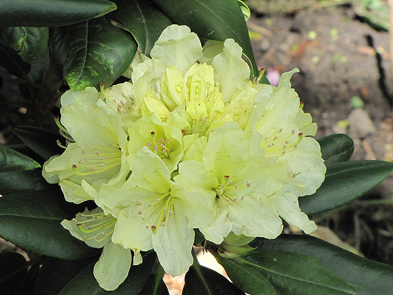 Capistrano Rhododendron (Rhododendron 'Capistrano') at Weston Nurseries