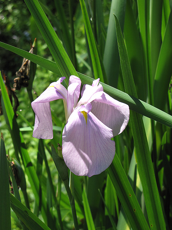 Darling Japanese Flag Iris (Iris ensata 'Darling') at Weston Nurseries