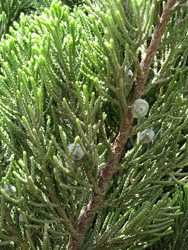 Kaizuka Juniper (Juniperus chinensis 'Kaizuka') at Weston Nurseries