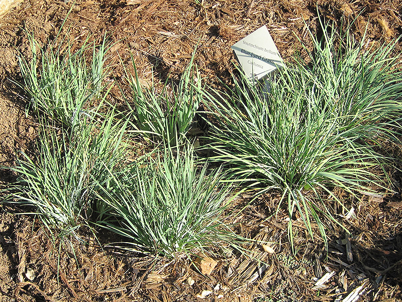 Californian Blue-Eyed Grass (Sisyrinchium bellum) at Weston Nurseries