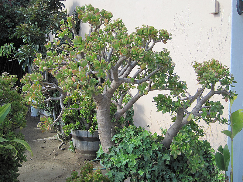 Jade Plant (Crassula ovata) at Weston Nurseries
