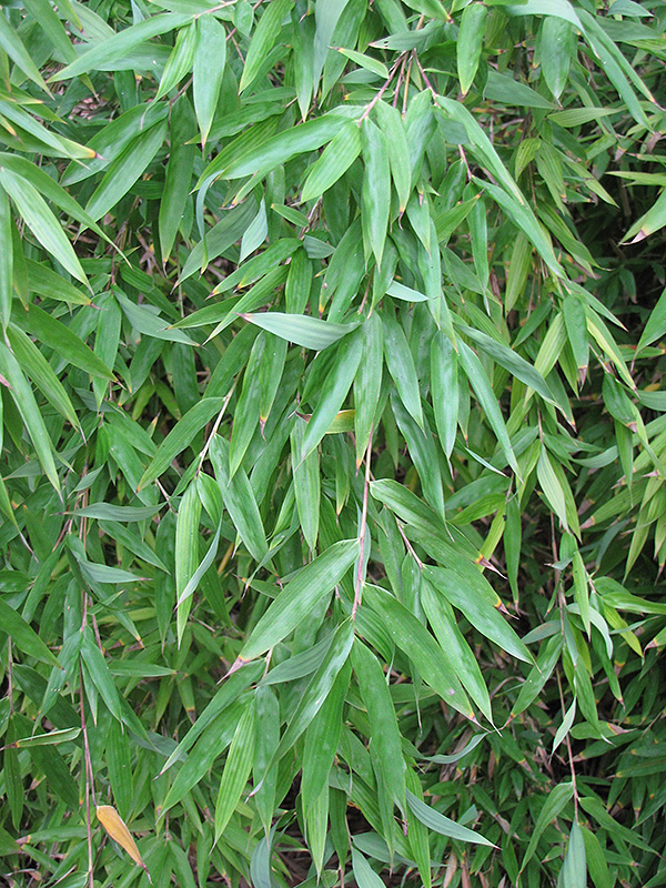 Naked Clumping Bamboo (Fargesia denudata) at Weston Nurseries