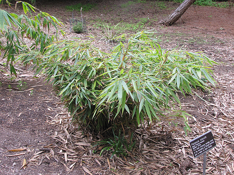 Clump Bamboo (Fargesia robusta) at Weston Nurseries