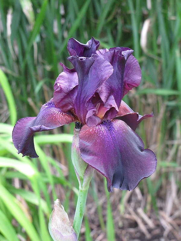 Superstition Iris (Iris 'Superstition') at Weston Nurseries