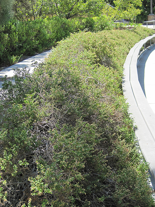 Pigeon Point Coyote Brush (Baccharis pilularis 'Pigeon Point') in ...