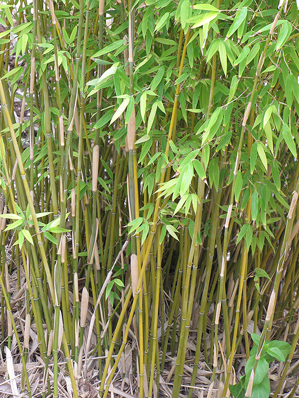 Naked Clumping Bamboo (Fargesia denudata) at Weston Nurseries
