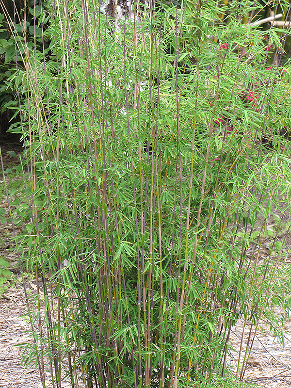 Red Fountain Bamboo (Fargesia nitida 'Jiuzhaigou') at Weston Nurseries
