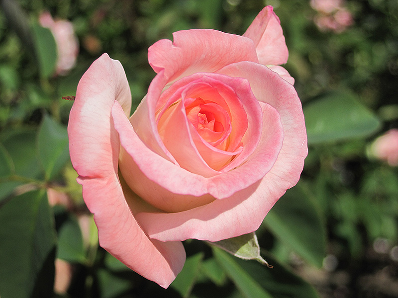 Secret Rose (Rosa 'Hilaroma') at Weston Nurseries