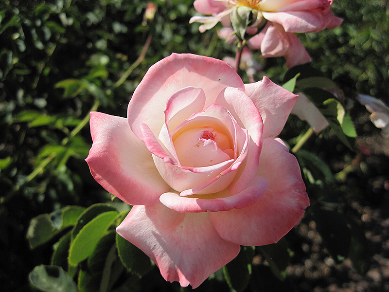 Secret Rose (Rosa 'Hilaroma') at Weston Nurseries