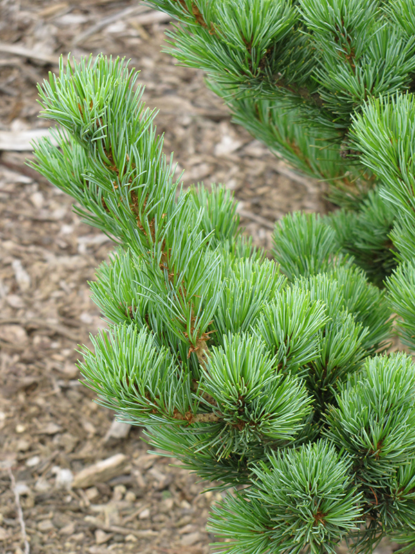 Aoi Japanese White Pine (Pinus parviflora 'Aoi') at Weston Nurseries