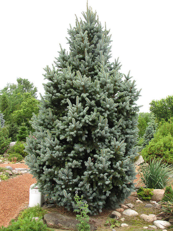 Iseli Fastigiate Spruce (Picea pungens 'Iseli Fastigiata') at Weston Nurseries