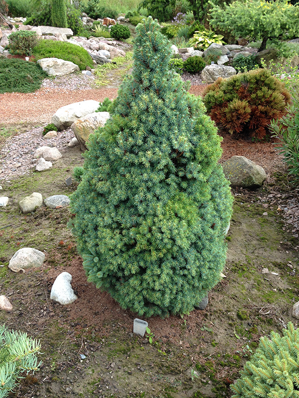 Sander's Blue Dwarf Spruce (Picea glauca 'Sander's Blue') at Weston Nurseries