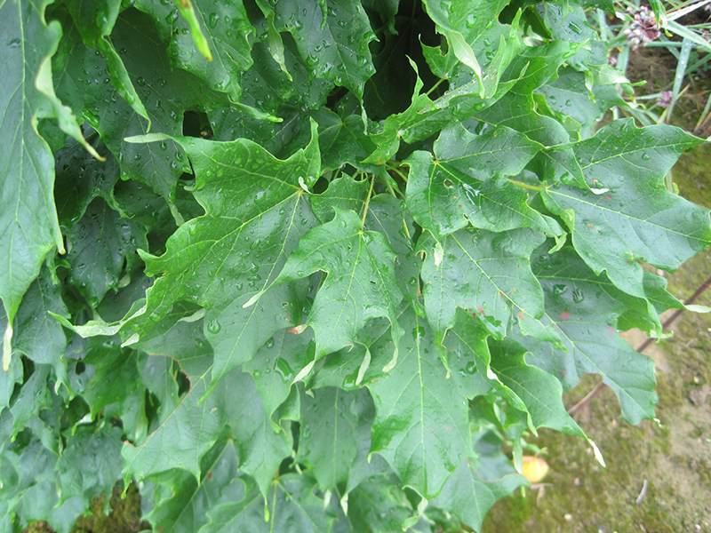 Monumentale Sugar Maple (Acer saccharum 'Monumentale') at Weston Nurseries