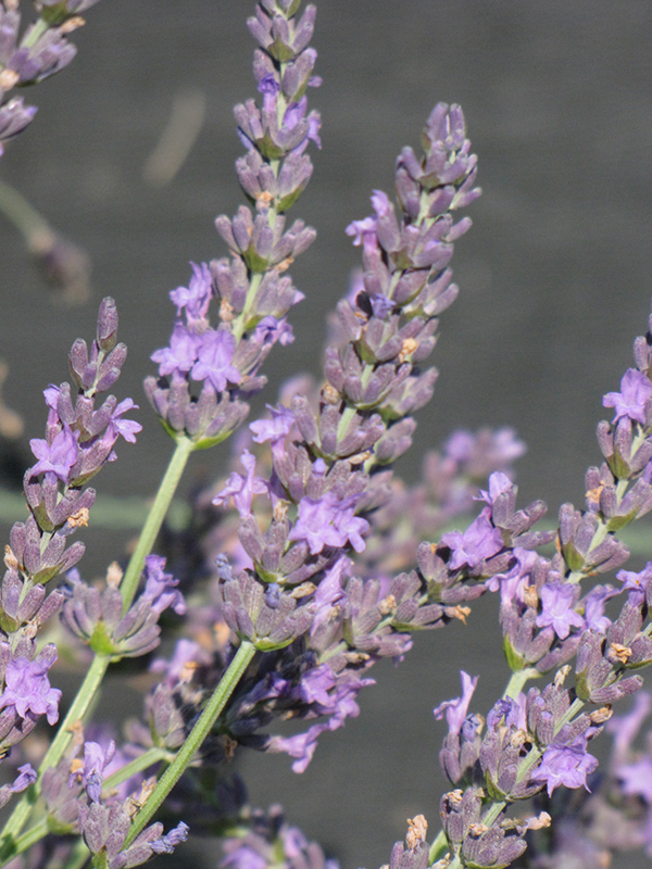 Grosso Lavender (Lavandula x intermedia 'Grosso') at Weston Nurseries