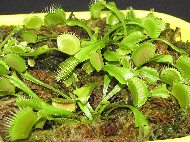 Venus Flytrap (Dionaea muscipula) at Weston Nurseries