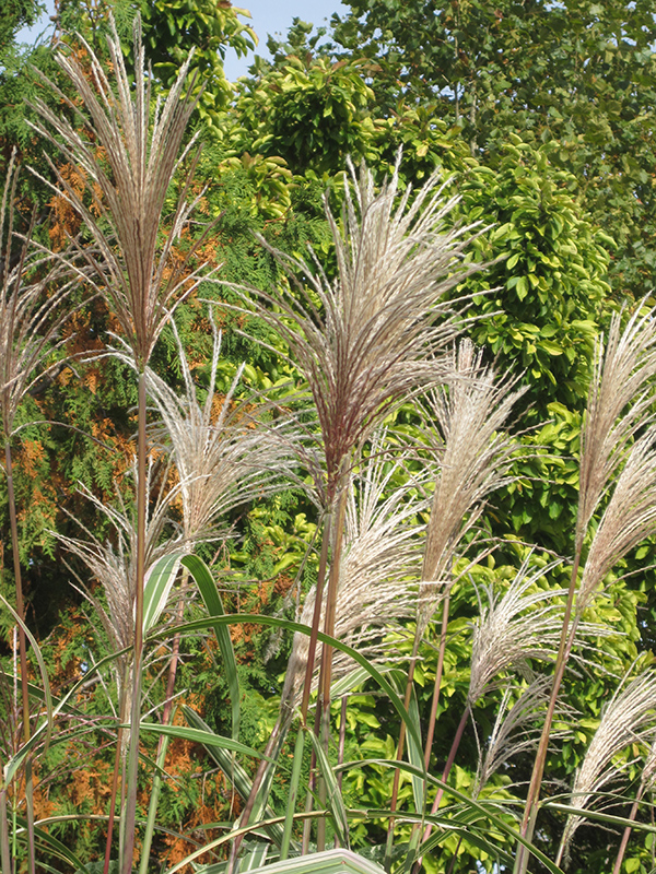 Variegated Silver Grass (Miscanthus sinensis 'Variegatus') at Weston Nurseries
