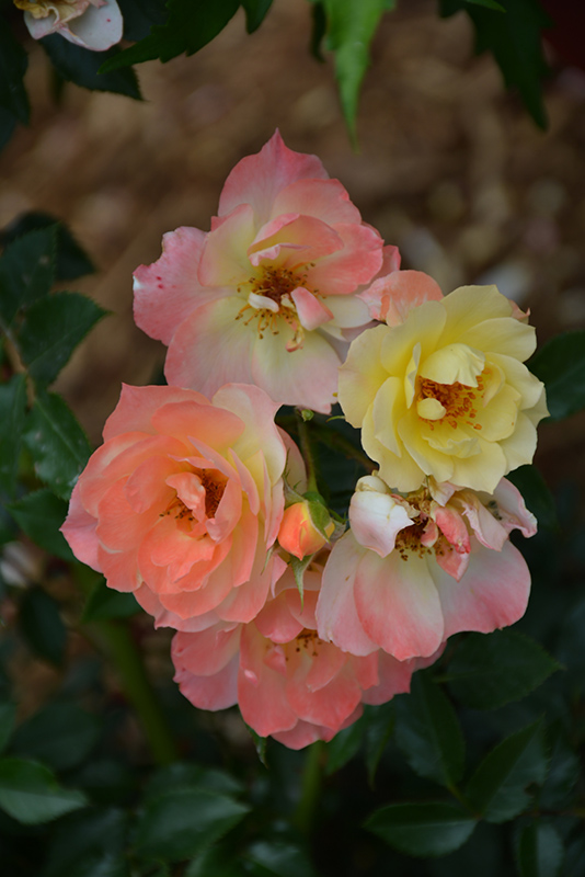 Color Cocktail Rose (Rosa 'Meilowmye') at Weston Nurseries