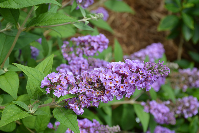 Lo & Behold Blue Chip Butterfly Bush (Buddleia 'Blue Chip') at Weston Nurseries