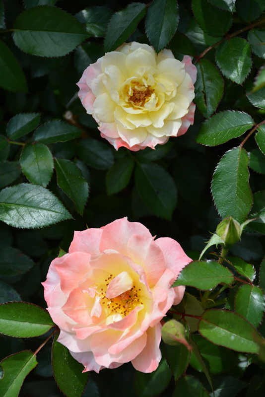 Oso Easy Honey Bun Rose (Rosa 'Scrivjean') at Weston Nurseries