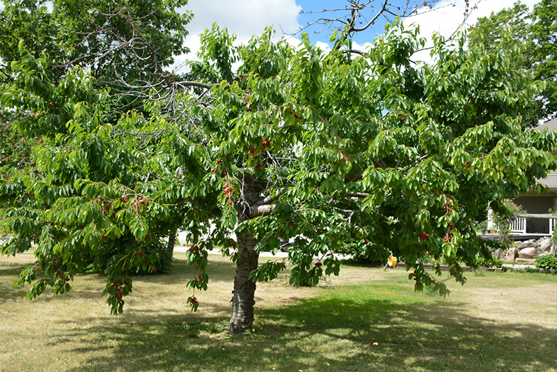 Bing Cherry (Prunus avium 'Bing') at Weston Nurseries