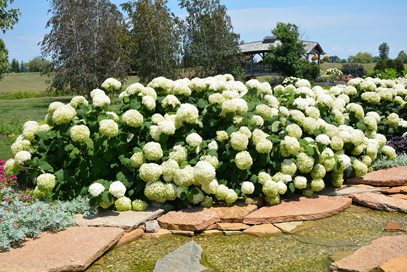 Incrediball Hydrangea (Hydrangea arborescens 'Abetwo') at Weston Nurseries