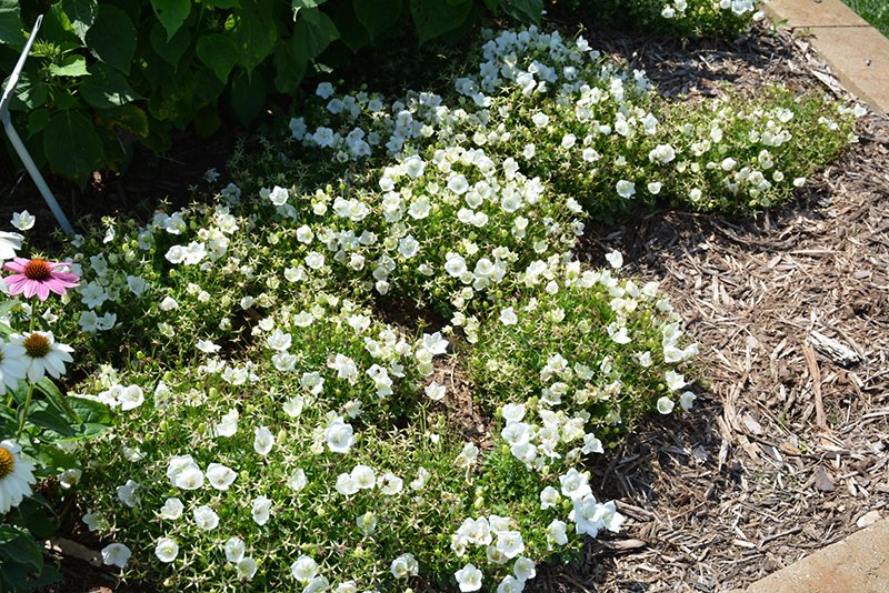 Rapido White Bellflower (Campanula carpatica 'Rapido White') at Weston Nurseries