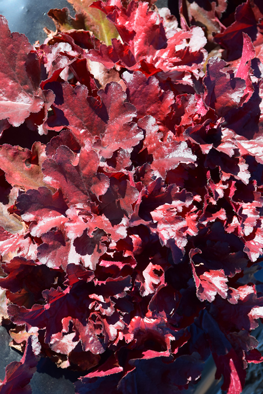 Forever Red Coral Bells (Heuchera 'Forever Red') at Weston Nurseries