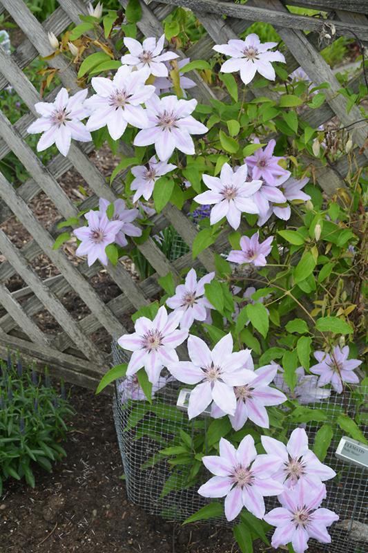 Nelly Moser Clematis (Clematis 'Nelly Moser') at Weston Nurseries